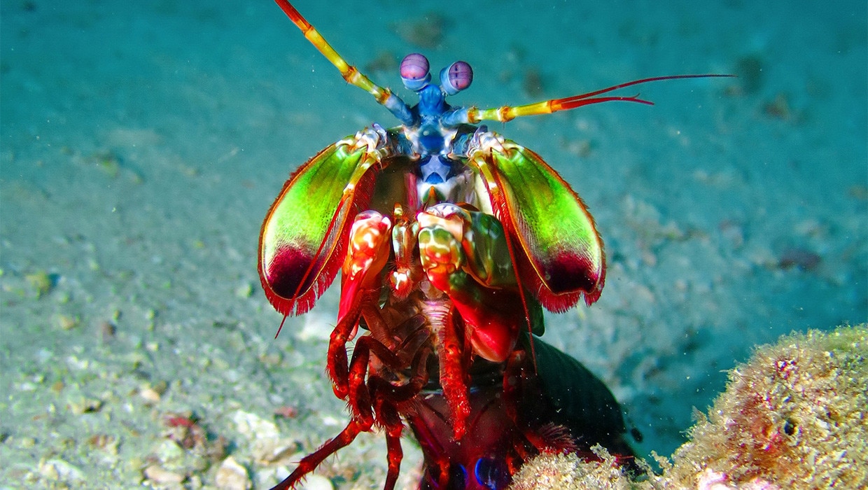 BBC Earth Podcast Animal & Nature Insights & Stories BBC Earth